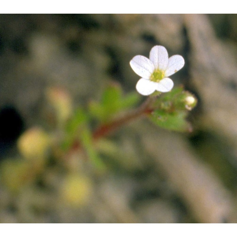 saxifraga tridactylites l.