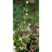 saxifraga tridactylites l.