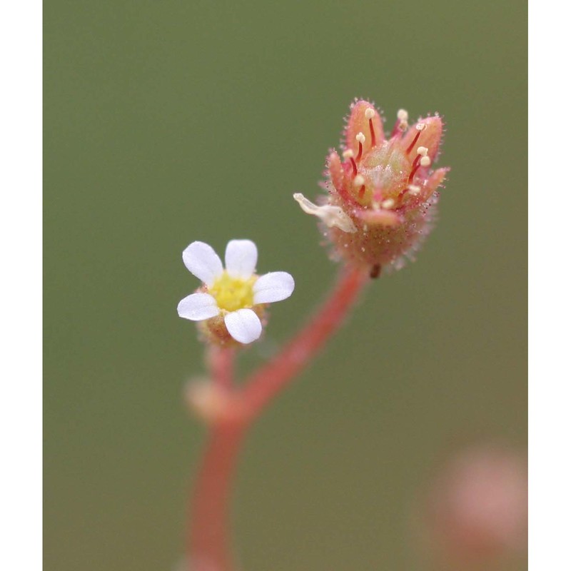 saxifraga tridactylites l.