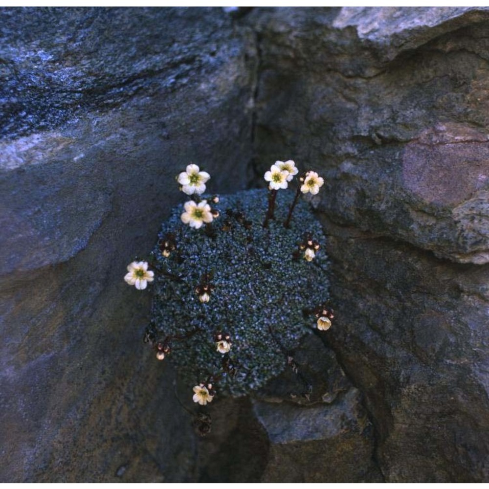 saxifraga valdensis dc.