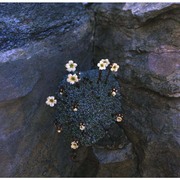 saxifraga valdensis dc.