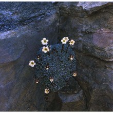 saxifraga valdensis dc.