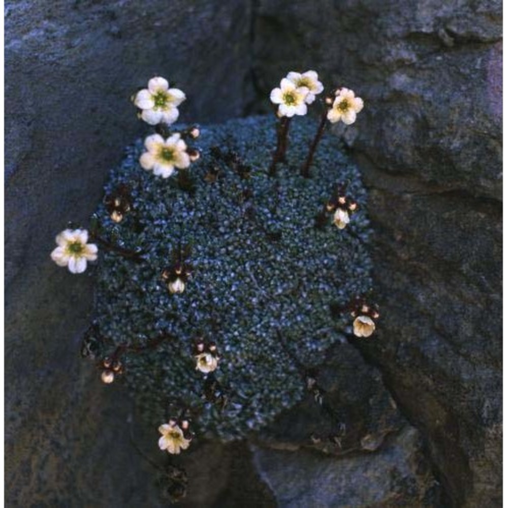 saxifraga valdensis dc.