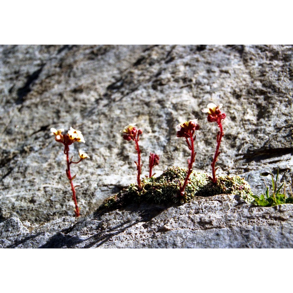 saxifraga valdensis dc.