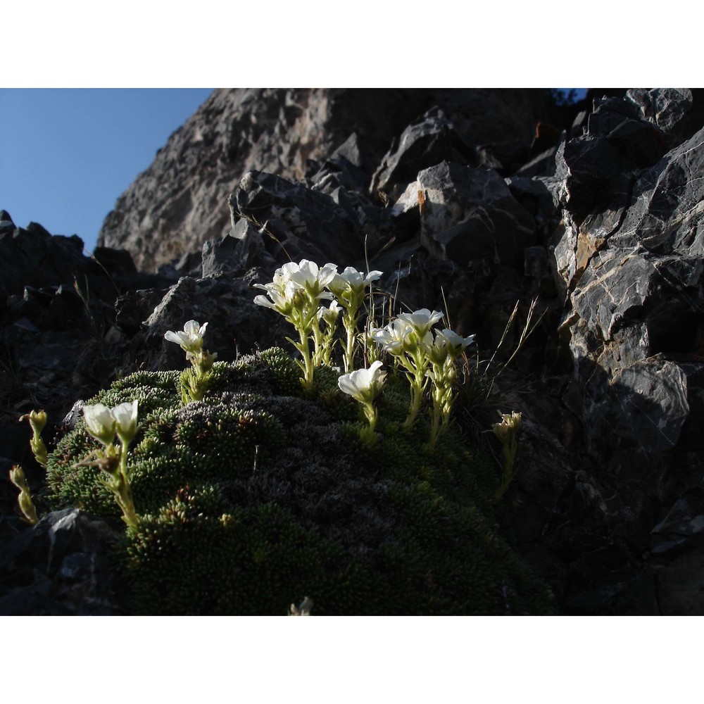 saxifraga vandellii sternb.