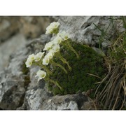 saxifraga vandellii sternb.