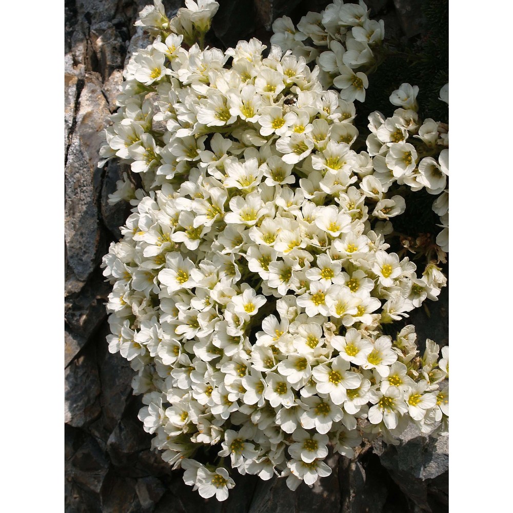 saxifraga vandellii sternb.