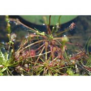 drosera ×obovata mert. et w. d. j. koch