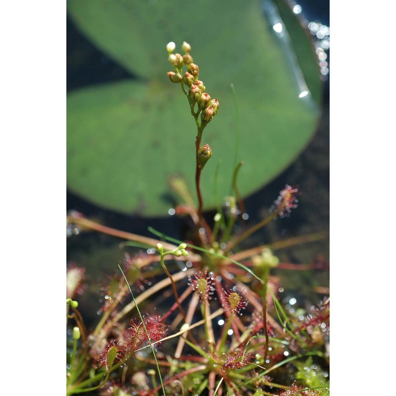 drosera ×obovata mert. et w. d. j. koch