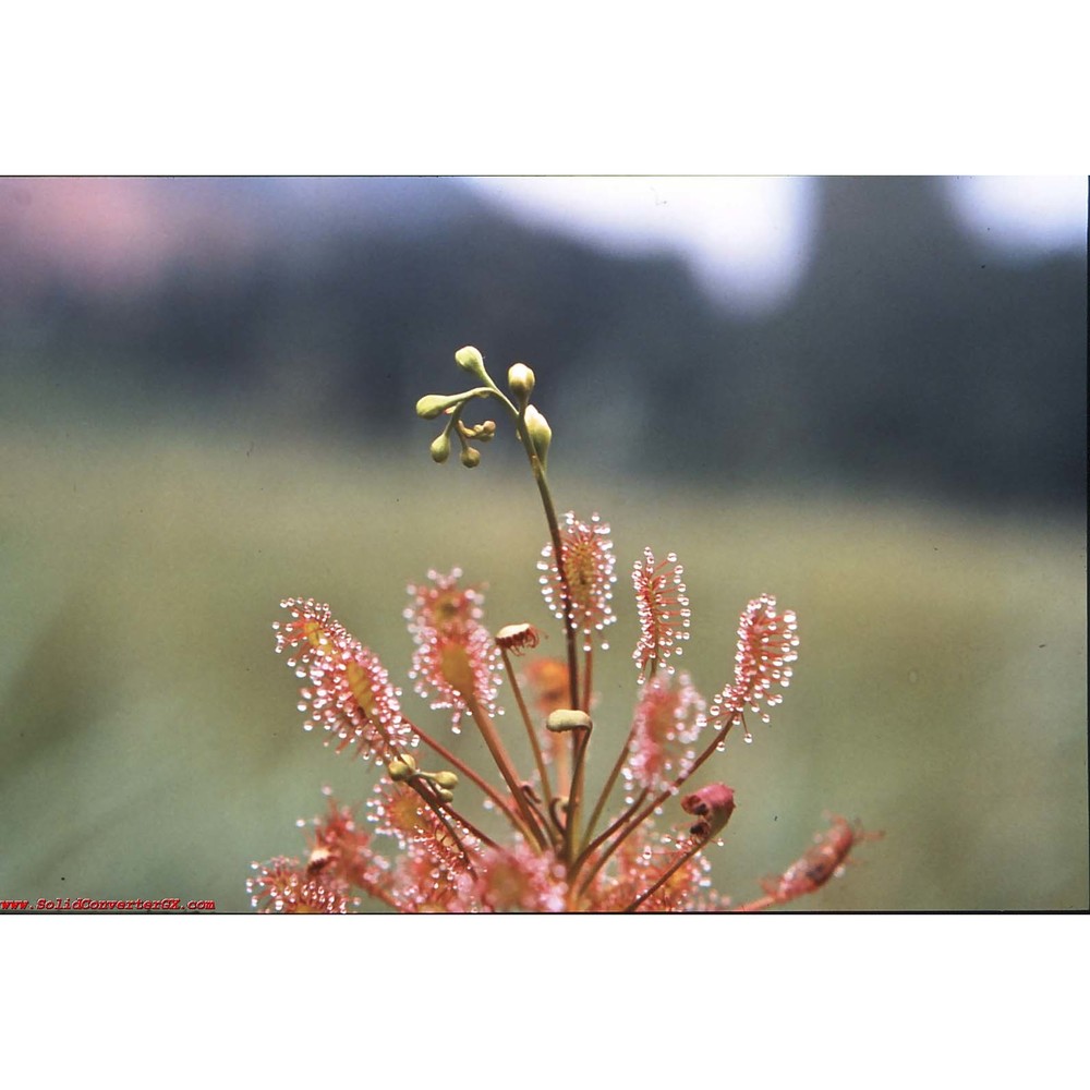 drosera ×obovata mert. et w. d. j. koch