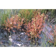 drosera ×obovata mert. et w. d. j. koch