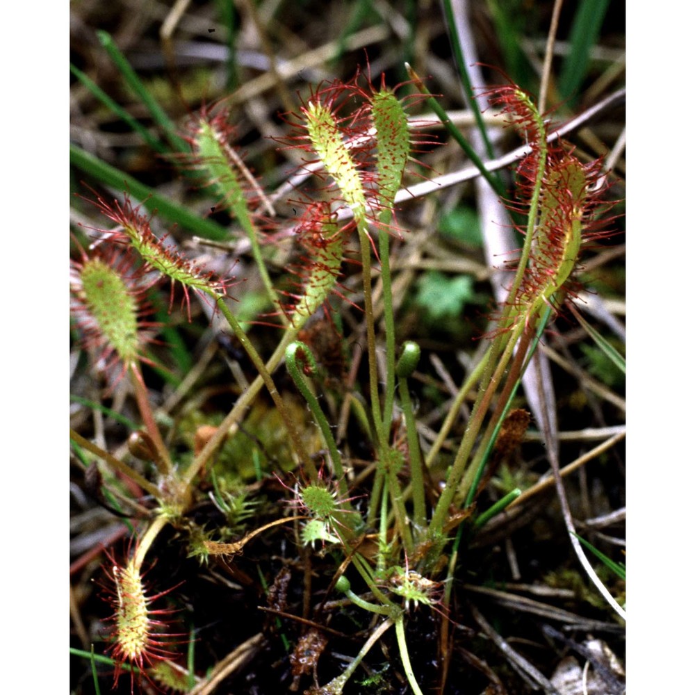 drosera anglica huds.