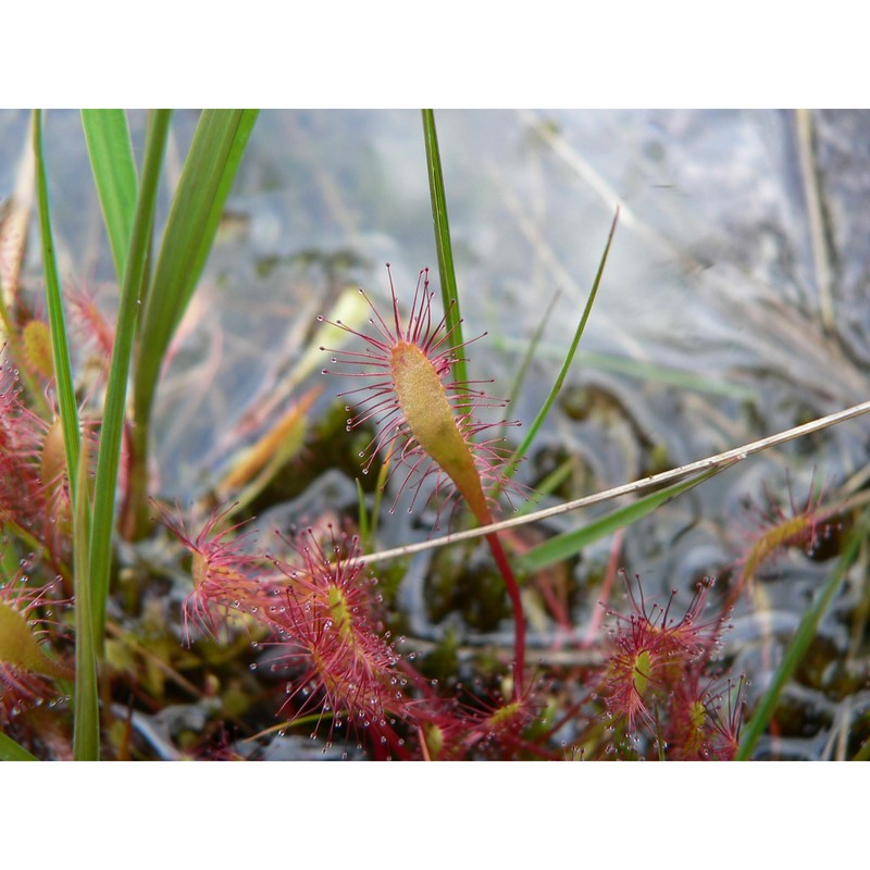 drosera anglica huds.