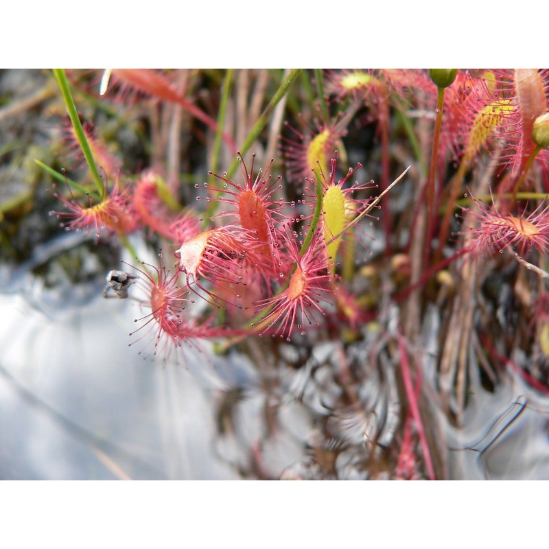 drosera anglica huds.