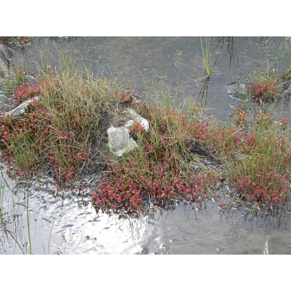 drosera anglica huds.