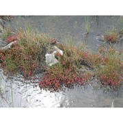 drosera anglica huds.