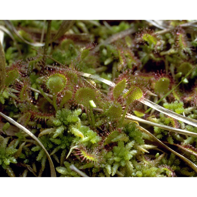 drosera rotundifolia l.