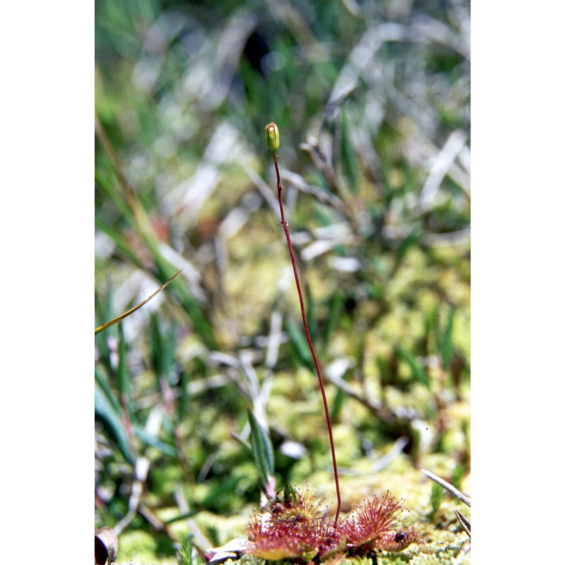 drosera rotundifolia l.