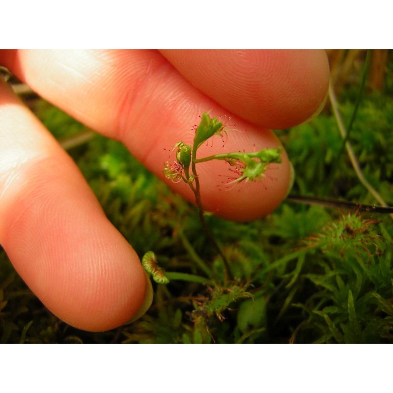 drosera rotundifolia l.