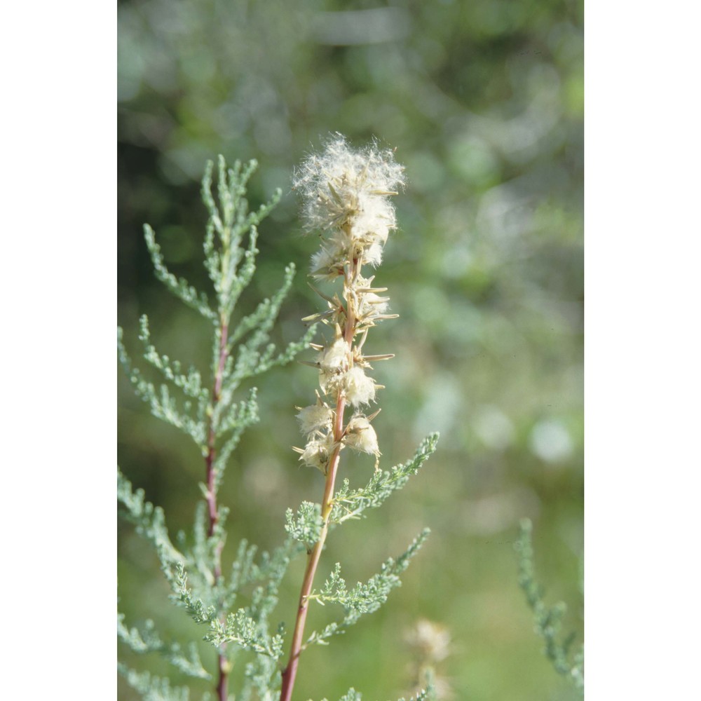 myricaria germanica (l.) desv.