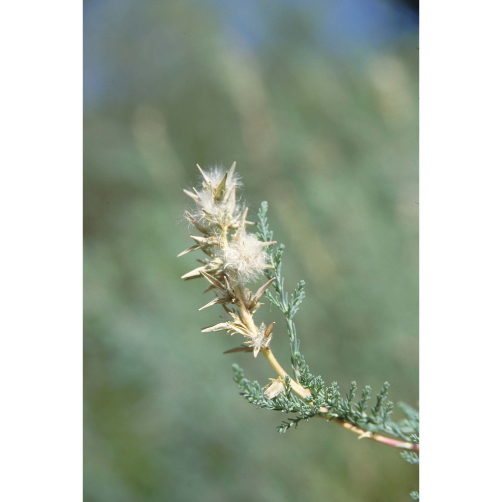 myricaria germanica (l.) desv.