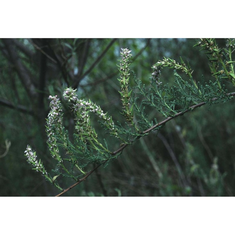 myricaria germanica (l.) desv.