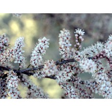 tamarix africana poir.