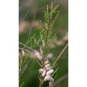 tamarix africana poir.