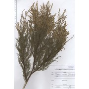 tamarix arborea ehrenb. ex bunge