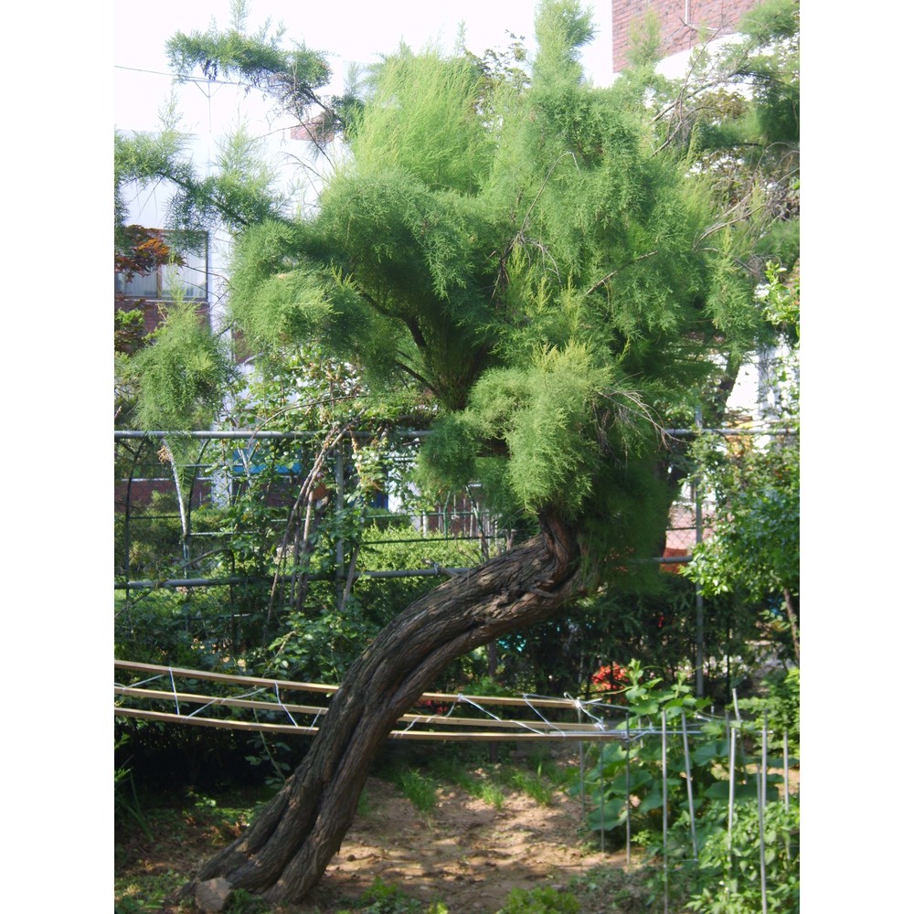 tamarix chinensis lour.