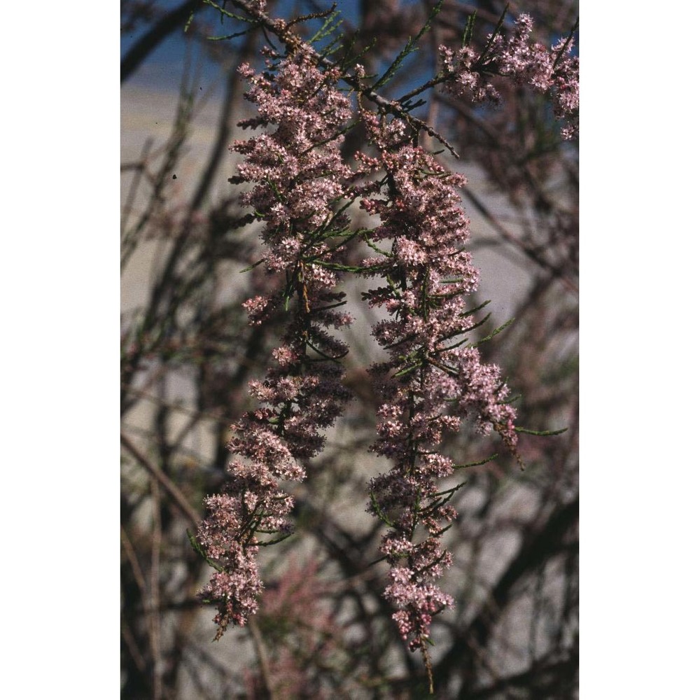 tamarix gallica l.