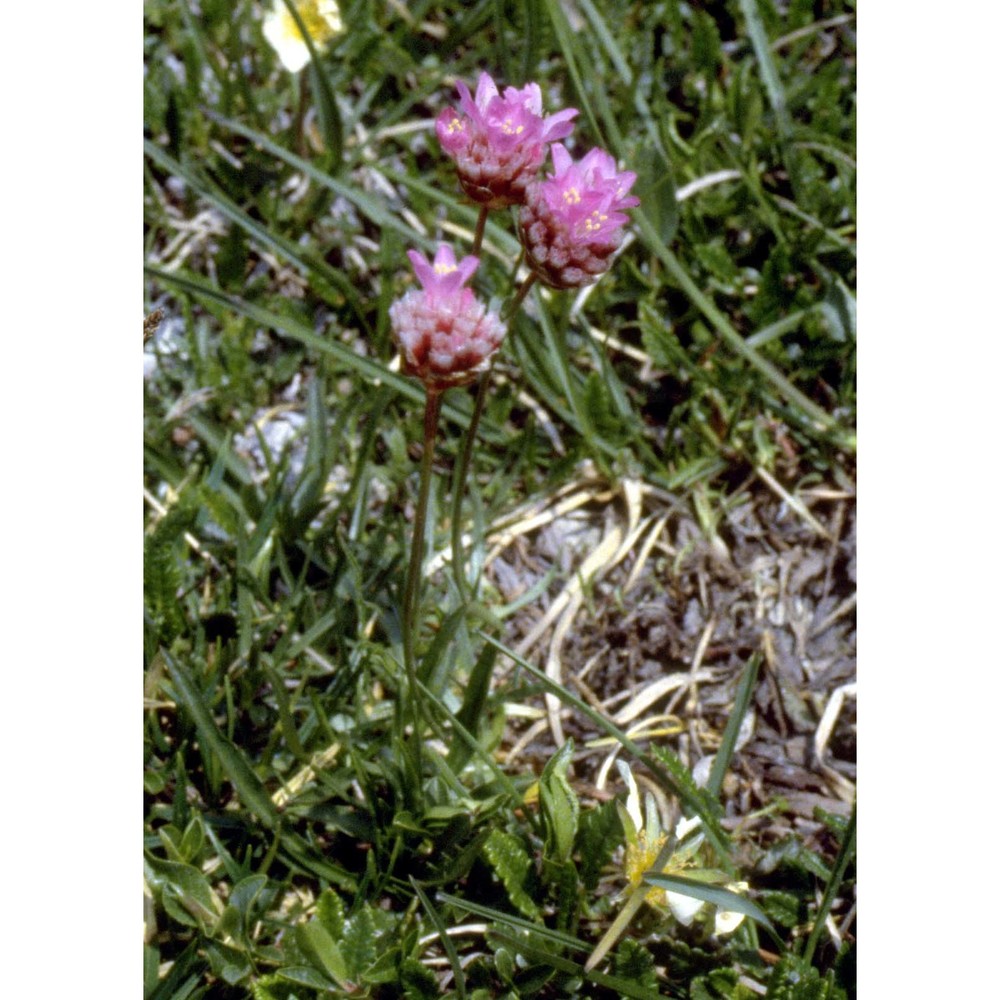 armeria alpina willd.