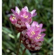 armeria alpina willd.