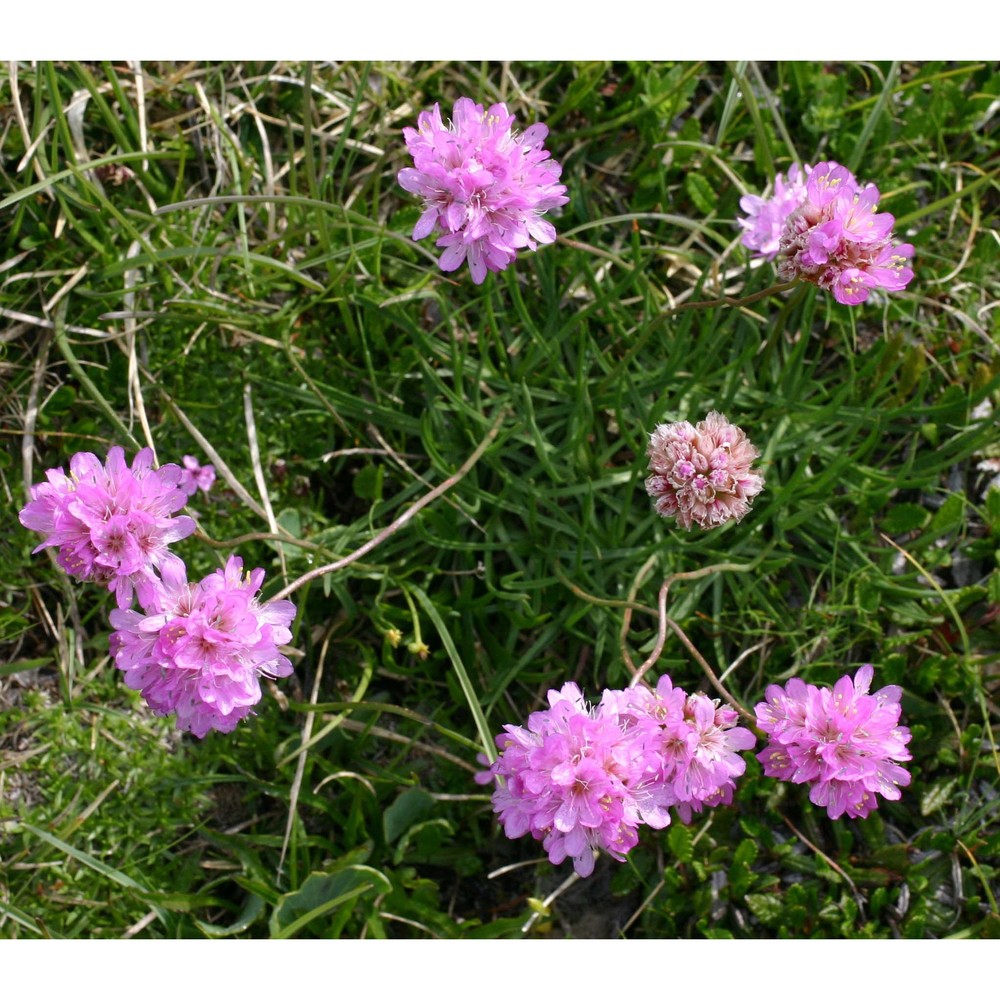 armeria alpina willd.