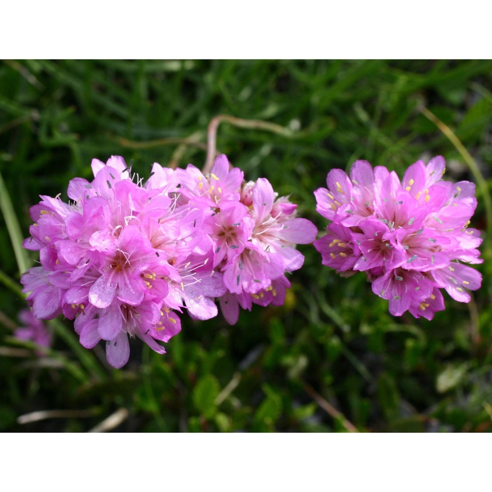 armeria alpina willd.