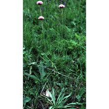 armeria arenaria (pers.) schult. in roem. et schult. subsp. arenaria