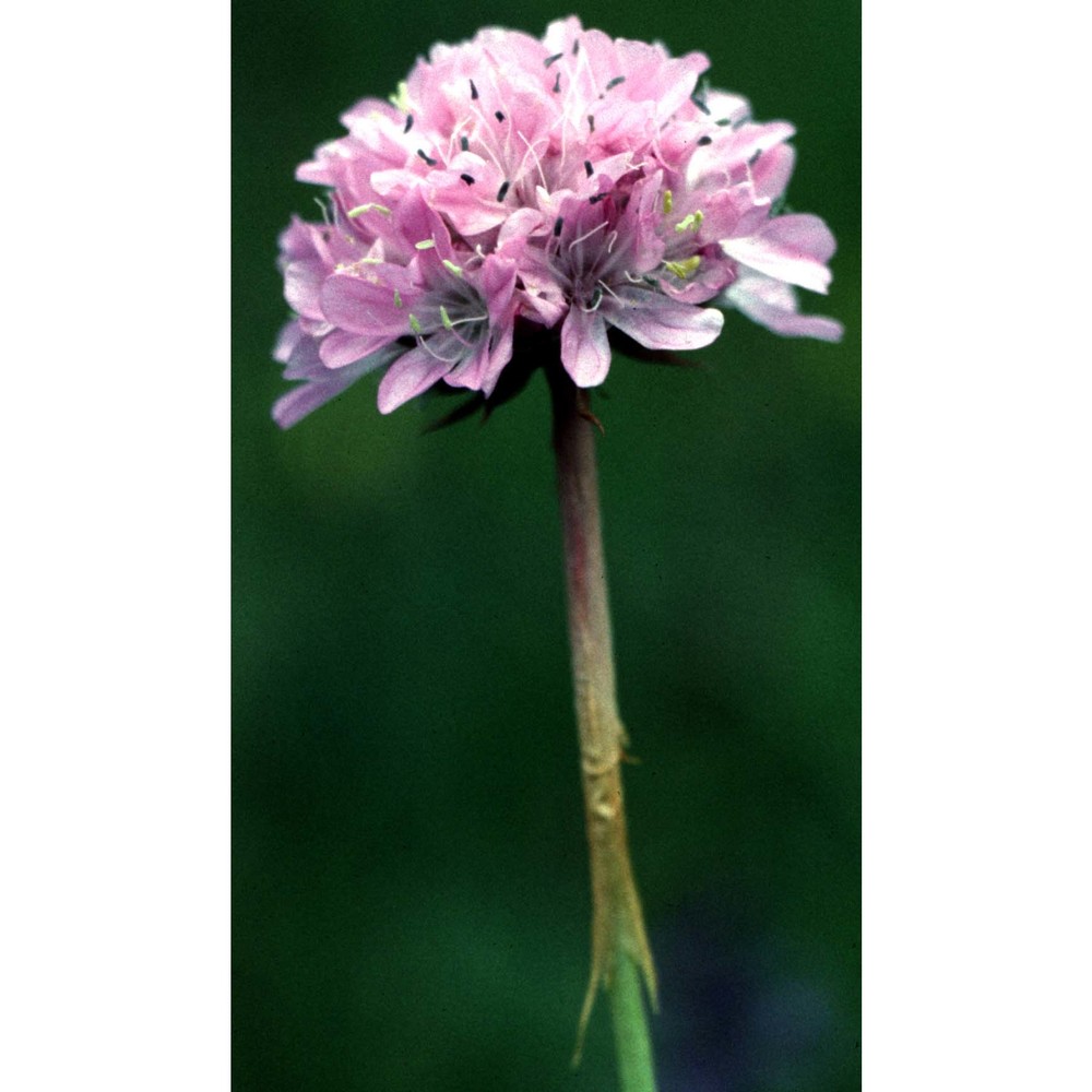 armeria arenaria (pers.) schult. in roem. et schult. subsp. arenaria