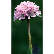 armeria arenaria (pers.) schult. in roem. et schult. subsp. arenaria