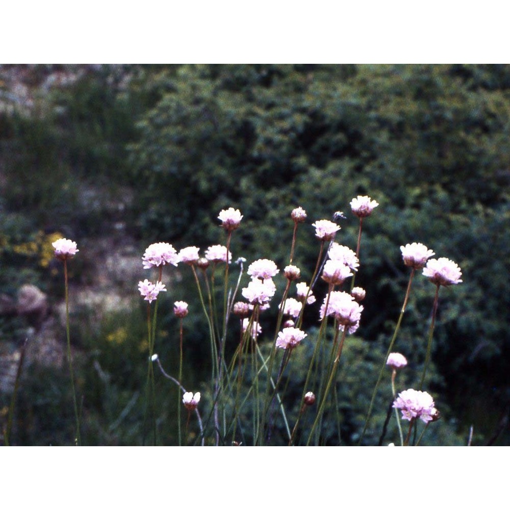 armeria arenaria (pers.) schult. in roem. et schult. subsp. arenaria