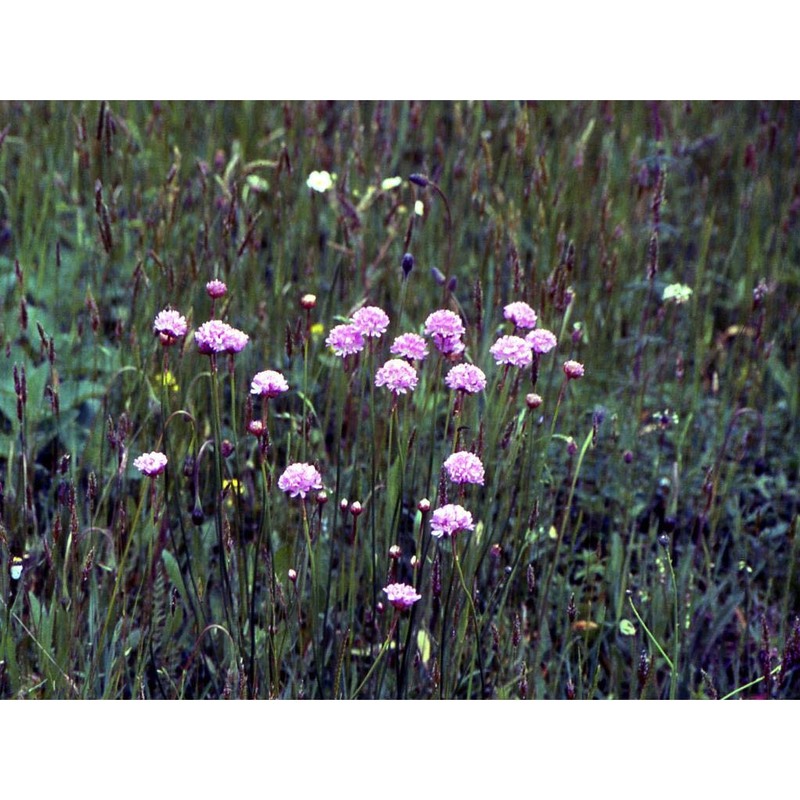 armeria arenaria (pers.) schult. in roem. et schult. subsp. arenaria