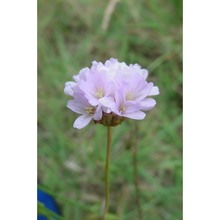 armeria brutia brullo, gangale et uzunov