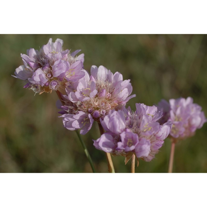 armeria brutia brullo, gangale et uzunov