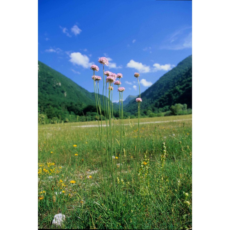 armeria canescens (host) ebel