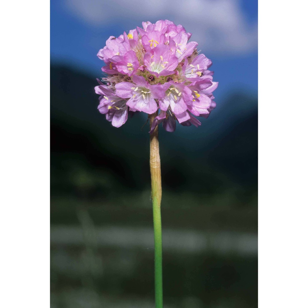 armeria canescens (host) ebel