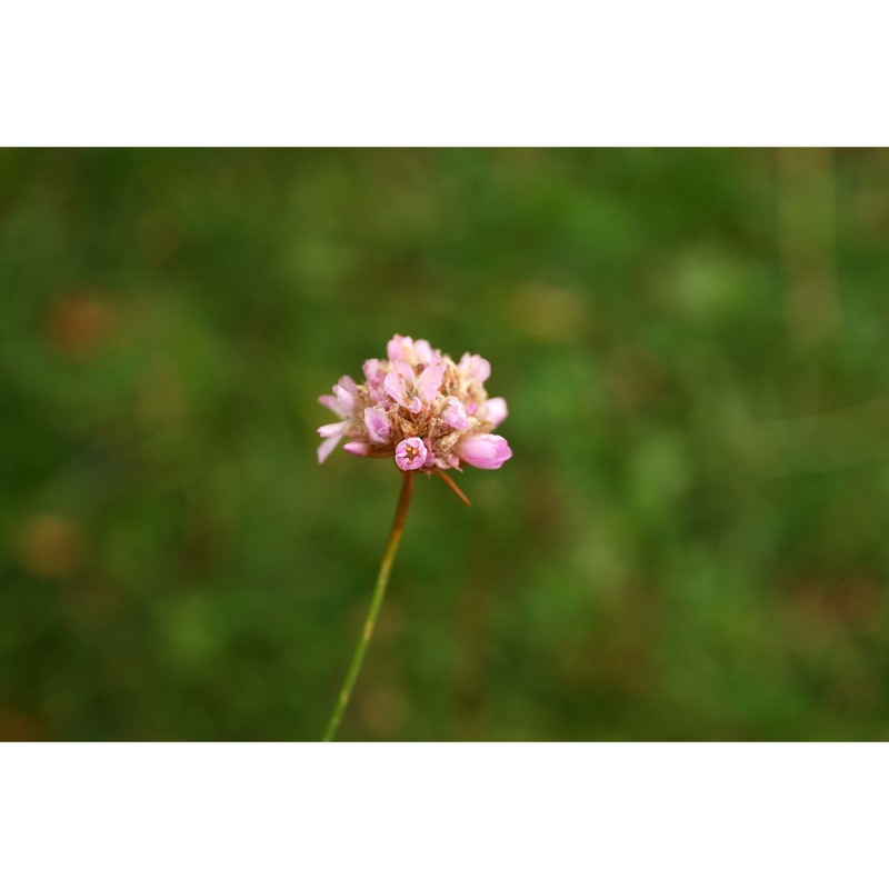 armeria canescens (host) ebel