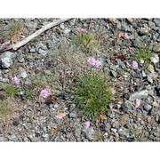 armeria denticulata (bertol.) dc.