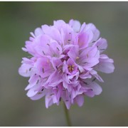 armeria denticulata (bertol.) dc.