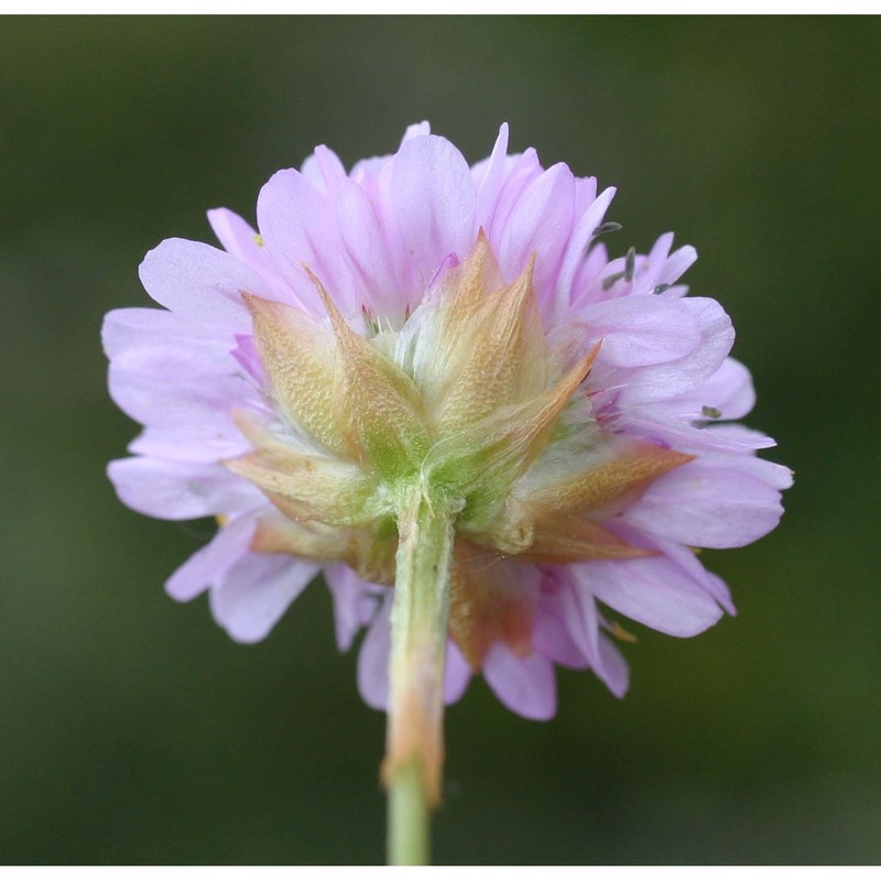 armeria denticulata (bertol.) dc.