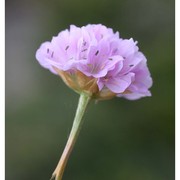 armeria denticulata (bertol.) dc.