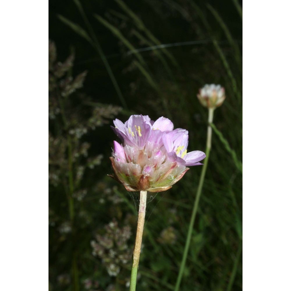 armeria gussonei boiss.